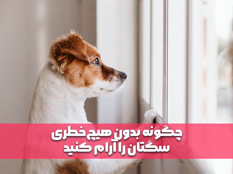 چگونه بدون هیچ‌خطری سگتان را آرام کنید